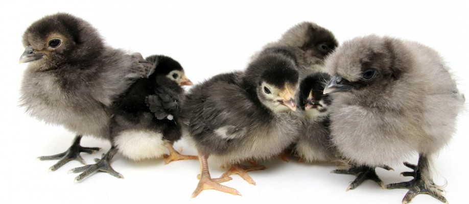 Best Incubator for Beginners - Baby Chicks