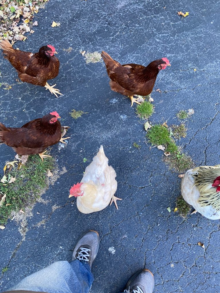 How to keep chickens entertained