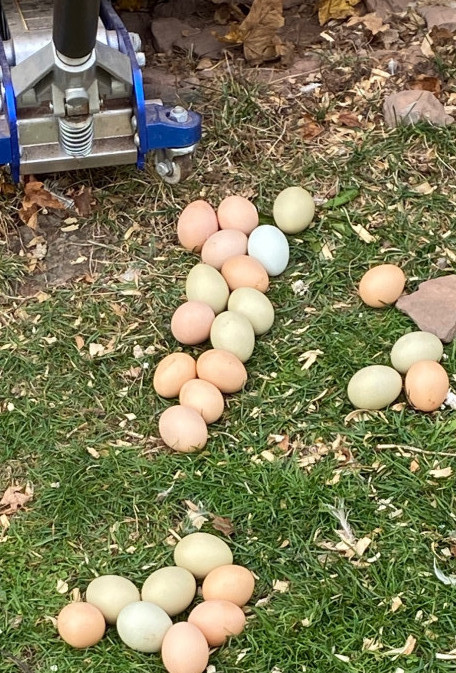 26 eggs under the coop