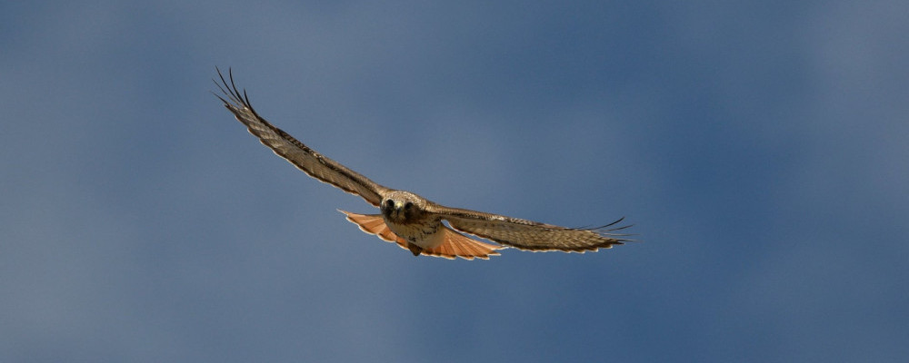 Red-tailed Hawk - Chickenmethod.com