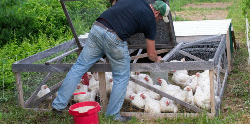 Chicken Tractor - Chickenmethod.com