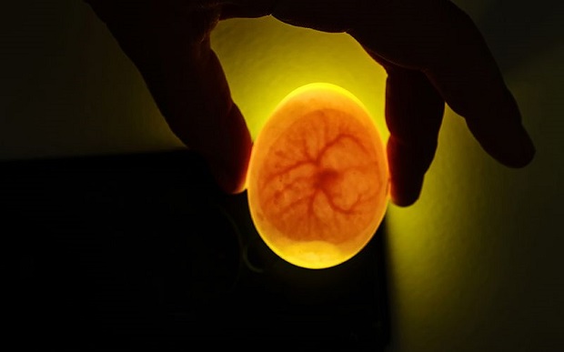 understanding-egg-candling-a-detailed-look-at-chicken-embryo