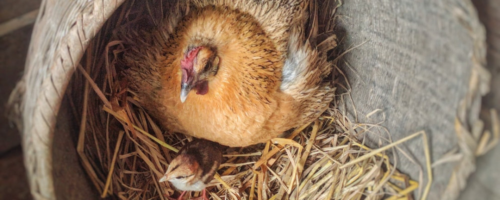 Broody Hen -Chickenmethod.com