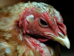 Avian Leukosis Virus in Chickens - Chicken Method