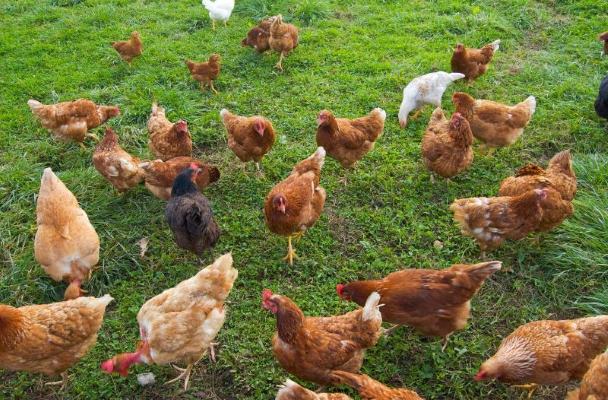 Chicken Pecking Order Behavior - Social Norms and Practices - Chicken ...