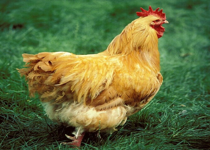 Marans Chicken - Chickenmethod.com