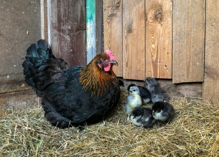 Marans Hen with chicks -Chickenmethod.com