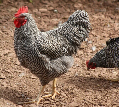 Plymouth Rock Chickens - Chickenmethod.com