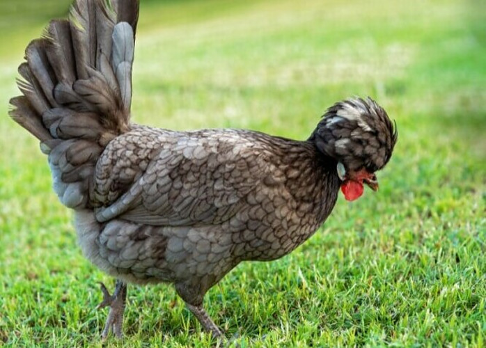 Polish Bantam Chicken - Chickenmethod.com