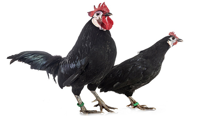 White-faced Black Spanish Chickens - Chickenmethod.com