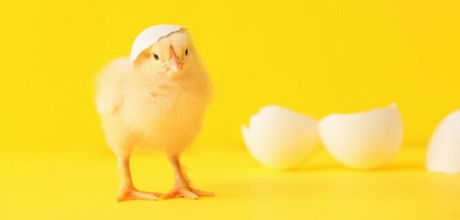 A chick wearing a piece of shell for a hat - Chickenmethod.com