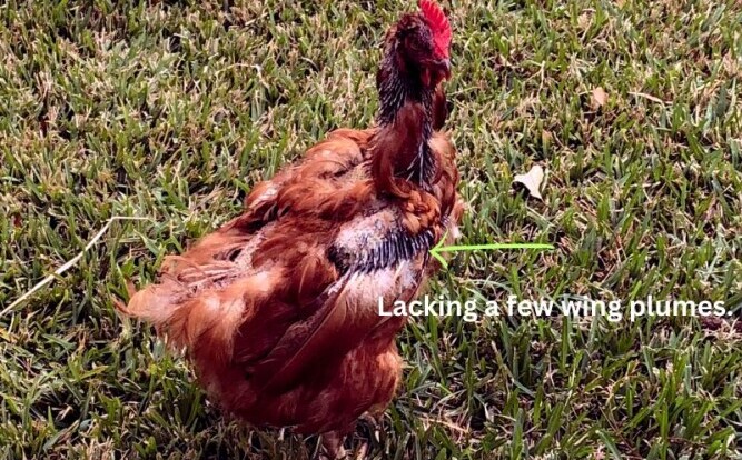 A Chicken Missing Some Wing Feathers Due to Molting - Chickenmethod.com