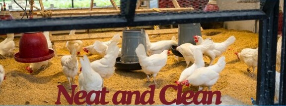 A clean chicken coop area