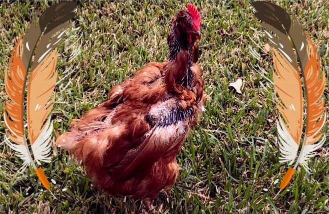 A molting Chicken bokended by a large feather on each side - Chickenmethod.com