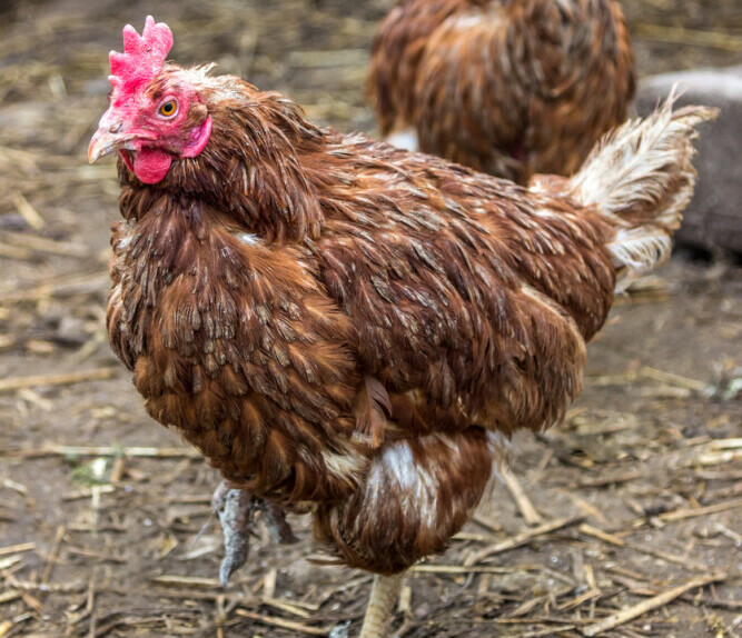 Molting hen - Chickenmethod.com