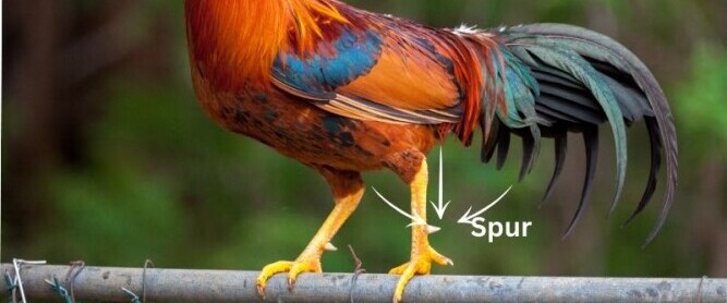 Spurs on a colorful chicken